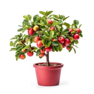 Плодови дървета