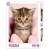 99 piece puzzle featuring a cute kitten in a pink blanket