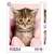 99 piece puzzle featuring a cute kitten in a pink blanket