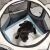 Puppy inside Springos pet playpen with pee pad