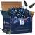 Springos 500 LED blue fairy lights, 31.5m long, in box