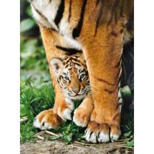 Bengáli tigris az anyja lábánál 500 db-os puzzle - Clementoni 84888499 