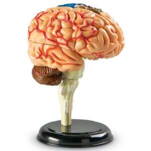 Learning Resources Model Anatomii Człowieka Mózg, złożony, 31 części, 8+ lat, zabawka edukacyjna, model anatomiczny, ludzki mózg, stojak - Gra naukowa i odkrywcza