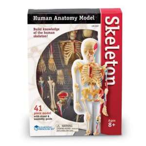 Emberi test - Csontrendszer - 41 darab 84963676 Tudományos és felfedező játékok - 15 000,00 Ft - 50 000,00 Ft