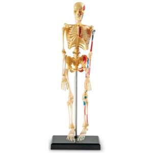 Assembled human skeleton model, 41 piece kit, educational toy for kids, learning resources - Learning Resources Science & Discovery Toy