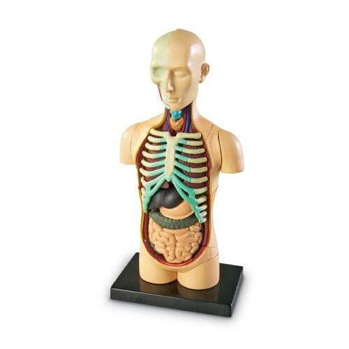 Model de anatomie umană Learning Resources, model din 31 piese, corpul uman, organe, schelet, jucărie educativă