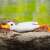 White duck fishing lure, silicone duck lure, fishing bait, duck bait