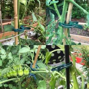 Négy képből álló kollázs, amely a növény rögzítő csipeszek használatát mutatja különböző növényekkel - Növényfuttató