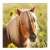Ravensburger Puzzle 3x49 pieces - Beautiful Horses, close-up image of a horse in a field