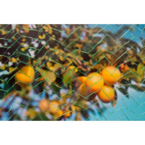 Bird net protecting fruit tree from birds