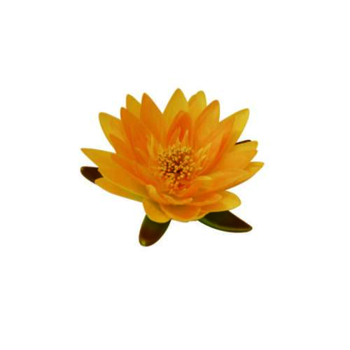 Hodvábny kvet Ubbink, žltý lekno, 16 cm