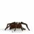 Schleich Aragog Spielfigur, Wizarding World Spinnenreplik