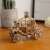 Wooden 3D puzzle model of a pumpkin carriage assembled