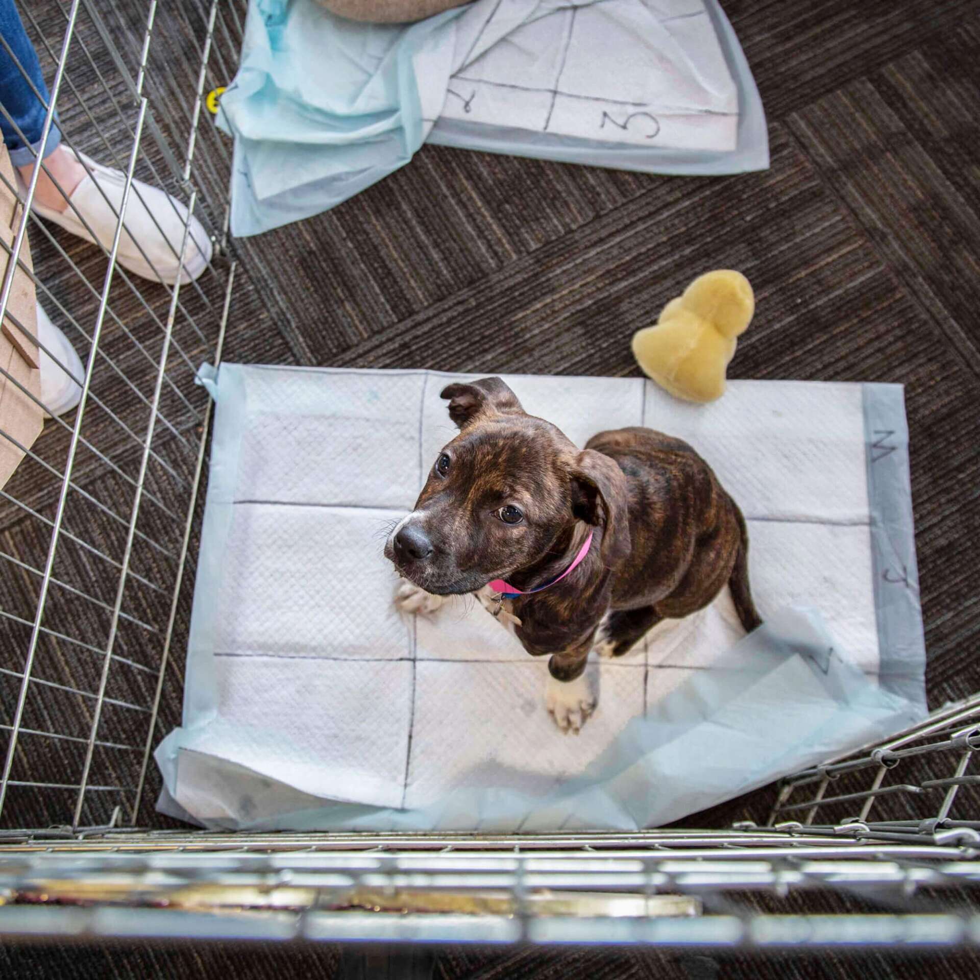 Springos higiéniai kutyapelenka 60 x 60 cm 100 db.