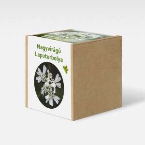 Nagyvirágú laputurbolya magvető szett, tartalmaz magokat, cserepeket és földet - Növénytermesztési kellék