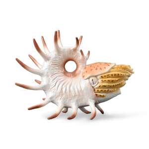 Kézzel festett Cooperoceras figura, a kihalt nautilus faj részletes másolata - Collecta