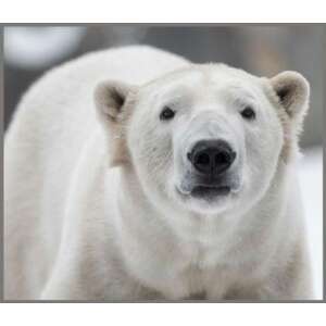 Zseblámpa projektor - Veszélyes állatok