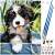 Paint by numbers kit, cute puppy in a box, 40x30cm, with brushes, paints, and hanging hardware