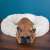 French bulldog dog lying in a Springos 60cm round cream pet bed on a wooden floor