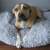 Dog relaxing in a gray Springos donut pet bed