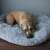 Dog sleeping in a gray Springos donut pet bed
