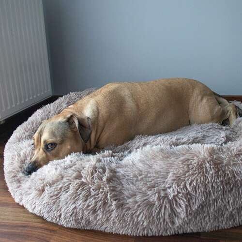 Dog sleeping in a Springos donut bed, light brown color, 80 cm diameter