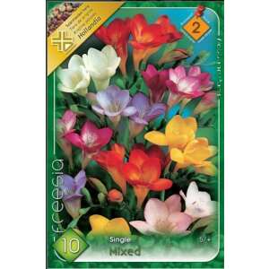 Freesia vegyes virághagymák, 10 db/csomag. Ültess színes frézia virágokat a kertedbe. - Virág