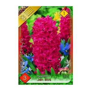 3 pack of Jan Bos Hyacinthus flower bulbs, red, 20-40 cm tall - Garden