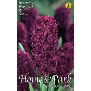 Hyacinthus Woodstock Burgunder Blumenzwiebeln, 3er Pack, 14/15 cm - Blumen
