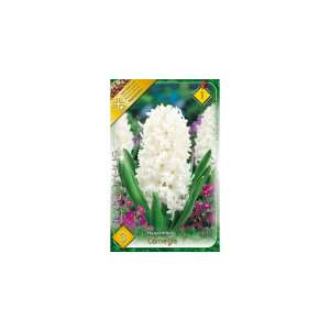 Hyacinthus Carnegie weiße Blumenzwiebeln, 3er Pack - Blumen