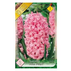 Jácint Pink Pearl virághagyma, 3 db-os csomag - Kertépítés