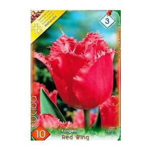 Red Wing Rojtos Tulipán - 10 db 90810648 - Virág