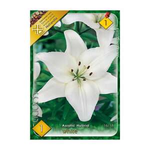 Fehér Ázsiai Hibrid Liliom Hagyma, 1 db /csomag - Virág