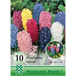 Holland Park Hyazinthen-Mix Blumenzwiebeln, 10 Zwiebeln pro Packung - Blumen