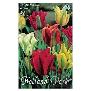 Holland Park Tulipán Viridiflora mix virághagyma, 10 darab - Virág