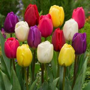 Triumph Tulipán Mix, színes tulipánhagymák tavaszi ültetéshez - Virág