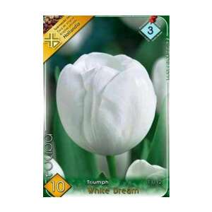 Triumph White Dream tulipánhagyma, 10 db-os csomag - Virág