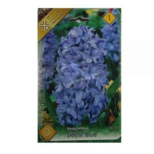 Hyazinthenzwiebeln Delft Blue, 3er Pack - Blumen