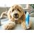 Trimmer brush comb for large dogs and cats - code: 19423 - 35 flexible stainless steel teeth - rubber handle - 15.5cm x 11cm dimensions 98303813