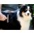 Trimmer brush comb for large dogs and cats - code: 19423 - 35 flexible stainless steel teeth - rubber handle - 15.5cm x 11cm dimensions 98303813