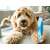 Dog and cat deshedding brush with 35 stainless steel teeth, blue handle, for removing loose hair