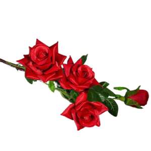 Több ágas piros rózsa 91296382 