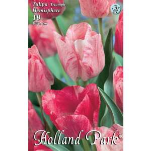 Holland Park Tulipa Triumph Hemisphere tulipánhagymák - 10 db / csomag - Csíramag