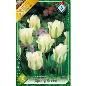 10 db Viridiflora Spring Green tulipánhagyma - Csíramag