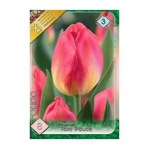 Tom Pouce tulipánhagyma, Triumph tulipán fajta - Csíramag