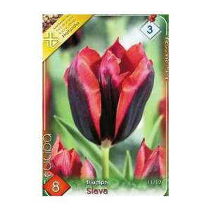 Triumph Slava tulipánhagyma, fekete és piros tulipánhagyma, 8 db, tulipánhagyma ültetésre - Csíramag