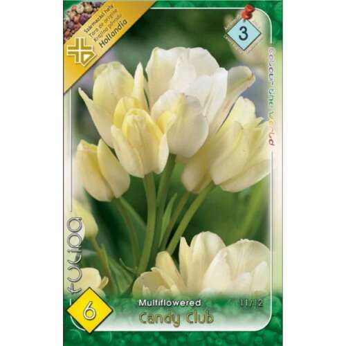 Tulipán 'Candy Club' virághagyma csomagolás. Többvirágú tulipánhagymák tavaszi ültetéshez.