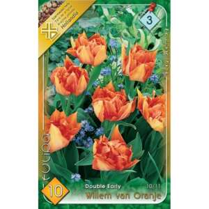 Tucioa Willem van Oranje dupla virágú tulipánhagyma, 10 db/csomag - Virág