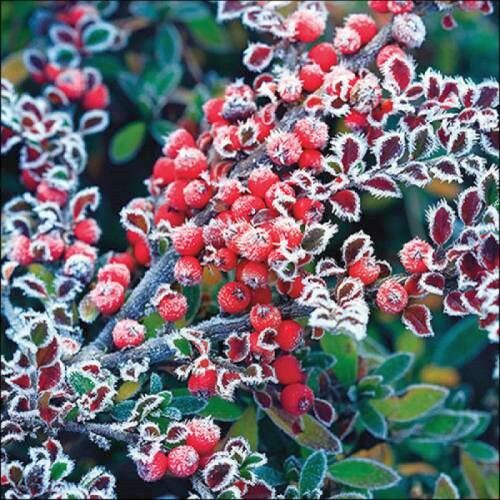 Ambiente Fagyott Bogyós Papírszalvéta - 33x33cm, 20 db 135924066