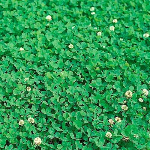 White clover seeds, Trifolium Repens, 1 kg
